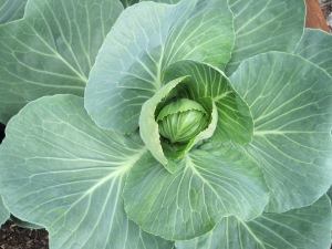 cabbage 6.2013